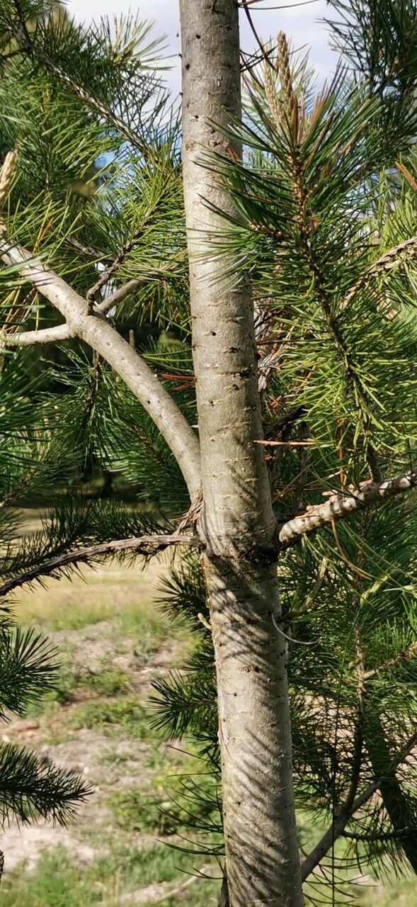 Pinus cembroides bark