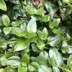 Mesembryanthemum cordifolium