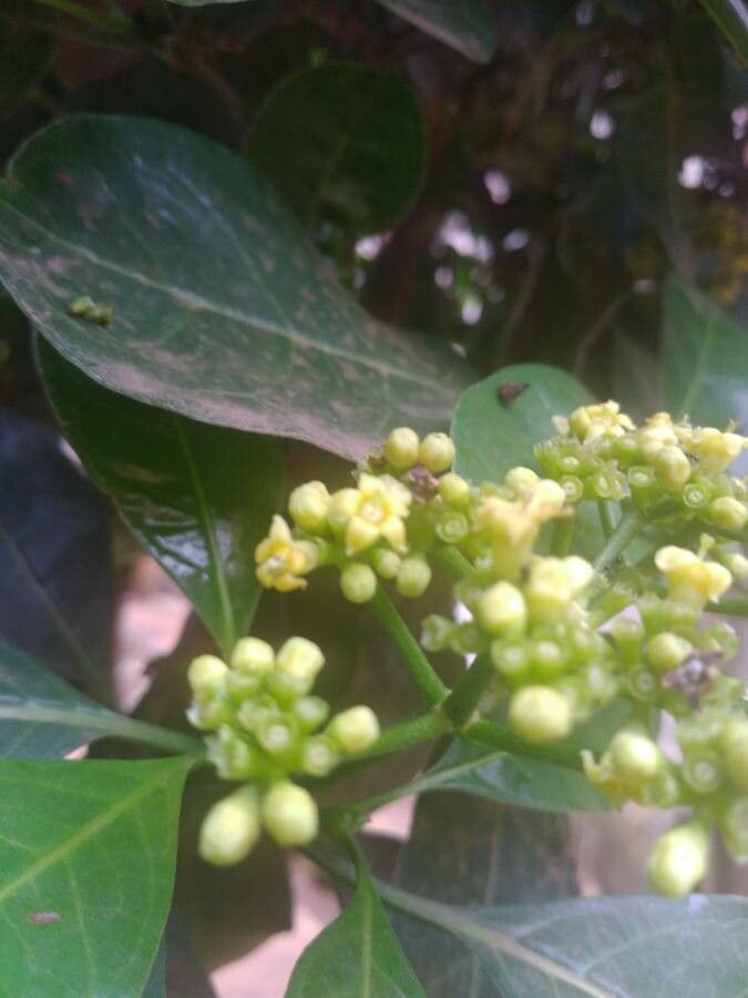 Psychotria capensis flower