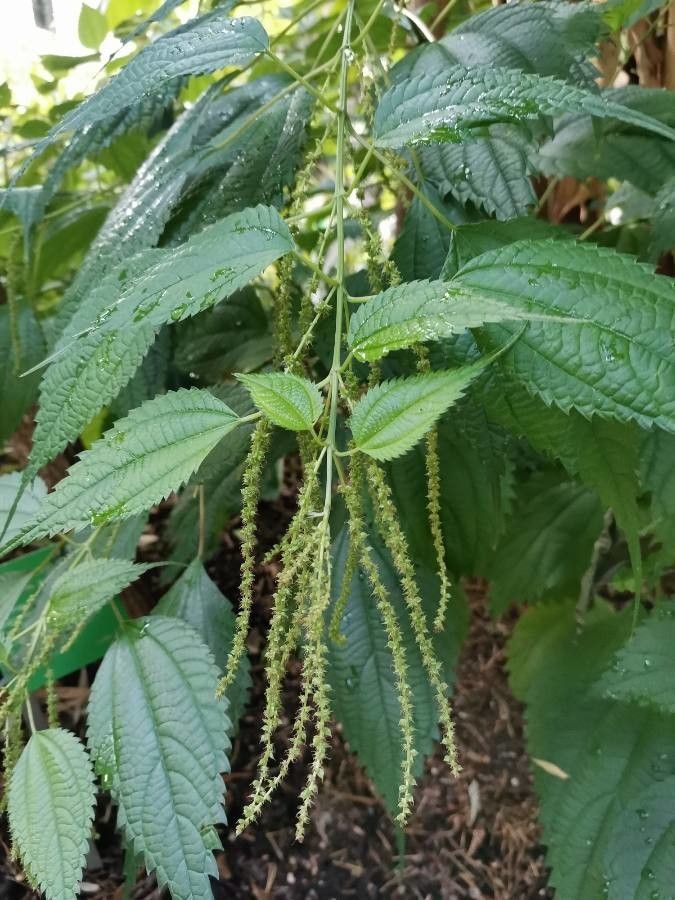 Boehmeria sieboldiana fruit