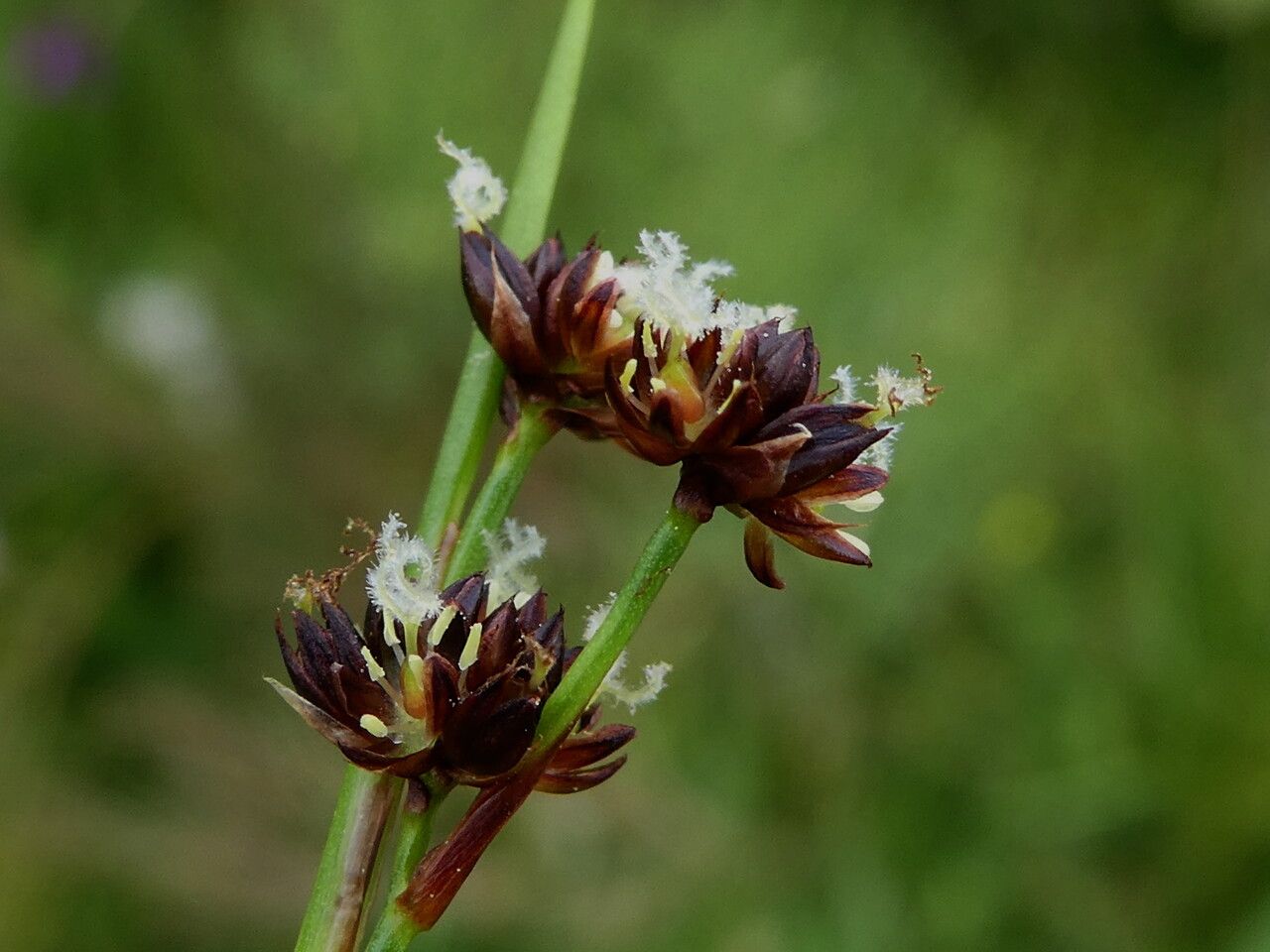 Juncus alpinoarticulatus flower
