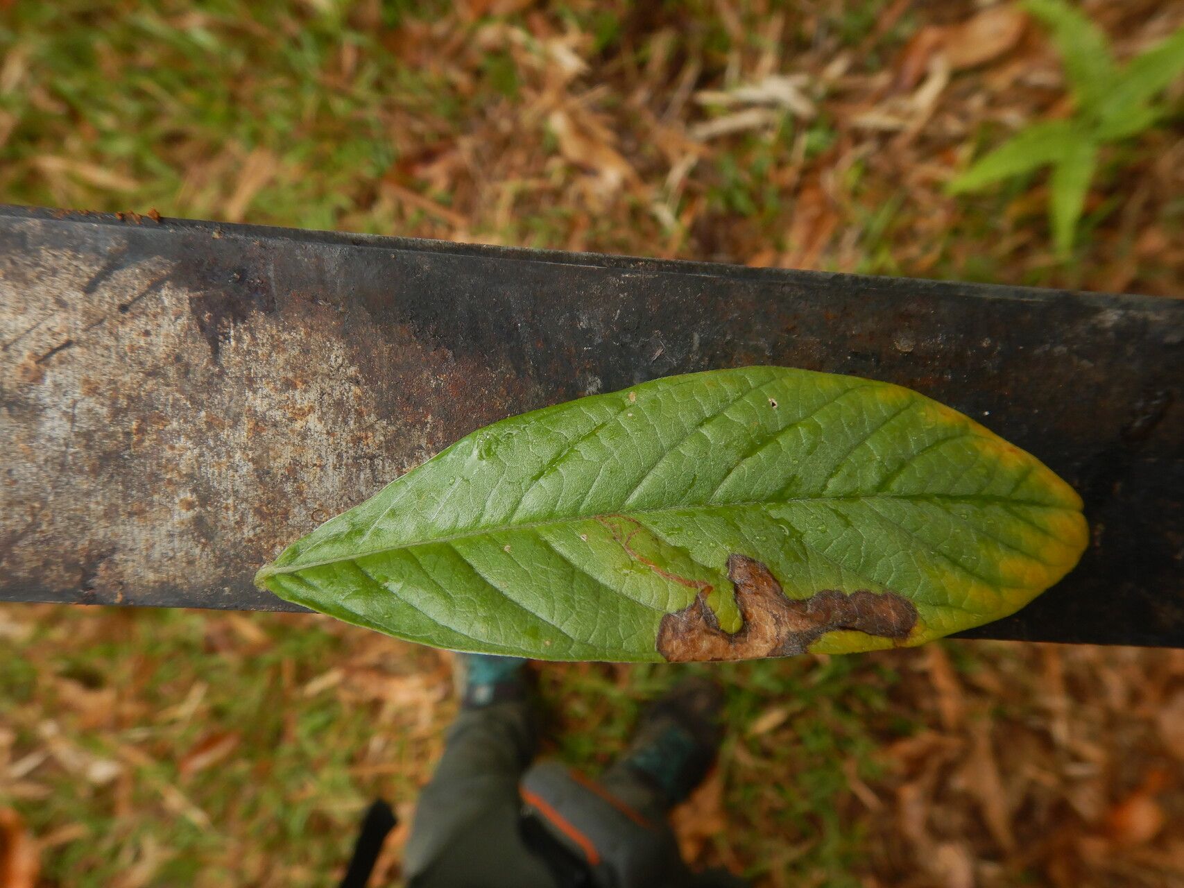 Crotalaria berteroana leaf