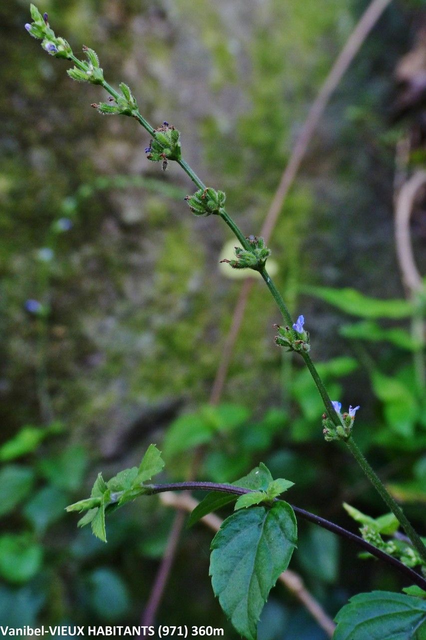 Salvia occidentalis flower