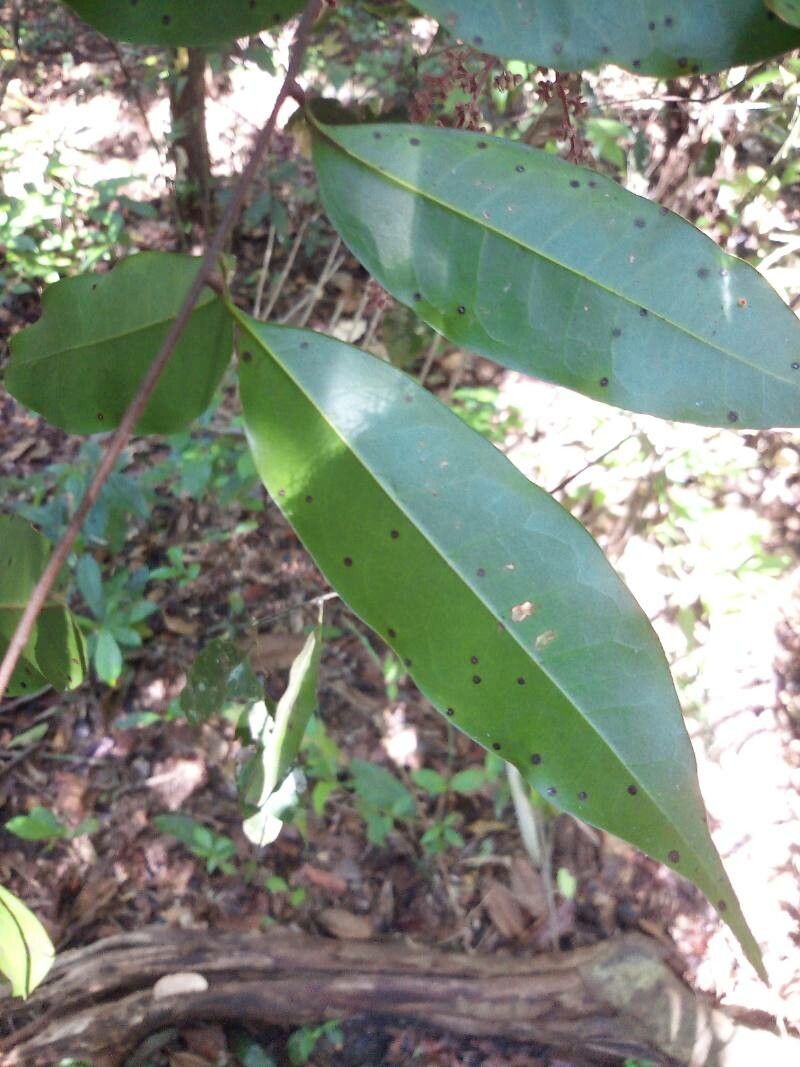 Talisia guianensis — houseplant care guide