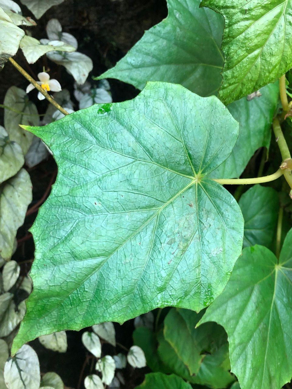 Begonia formosana — search result for 'Begonia'