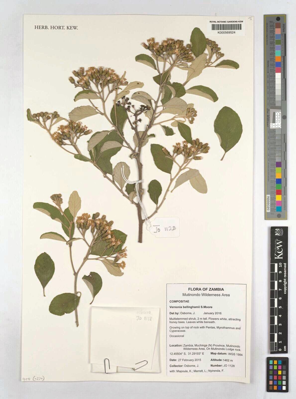 Gymnanthemum bellinghamii — related species from the same genus