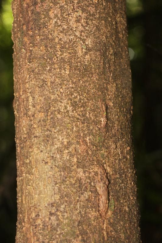 Sloanea latifolia bark