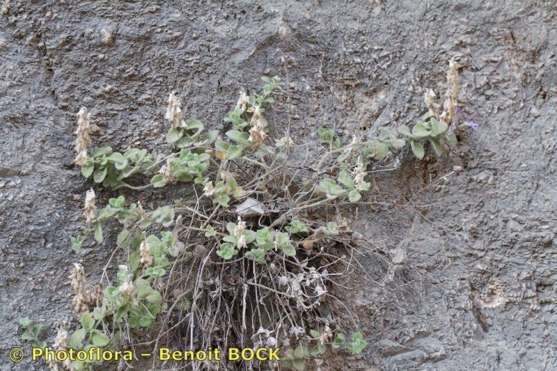Teucrium francisci-werneri habit