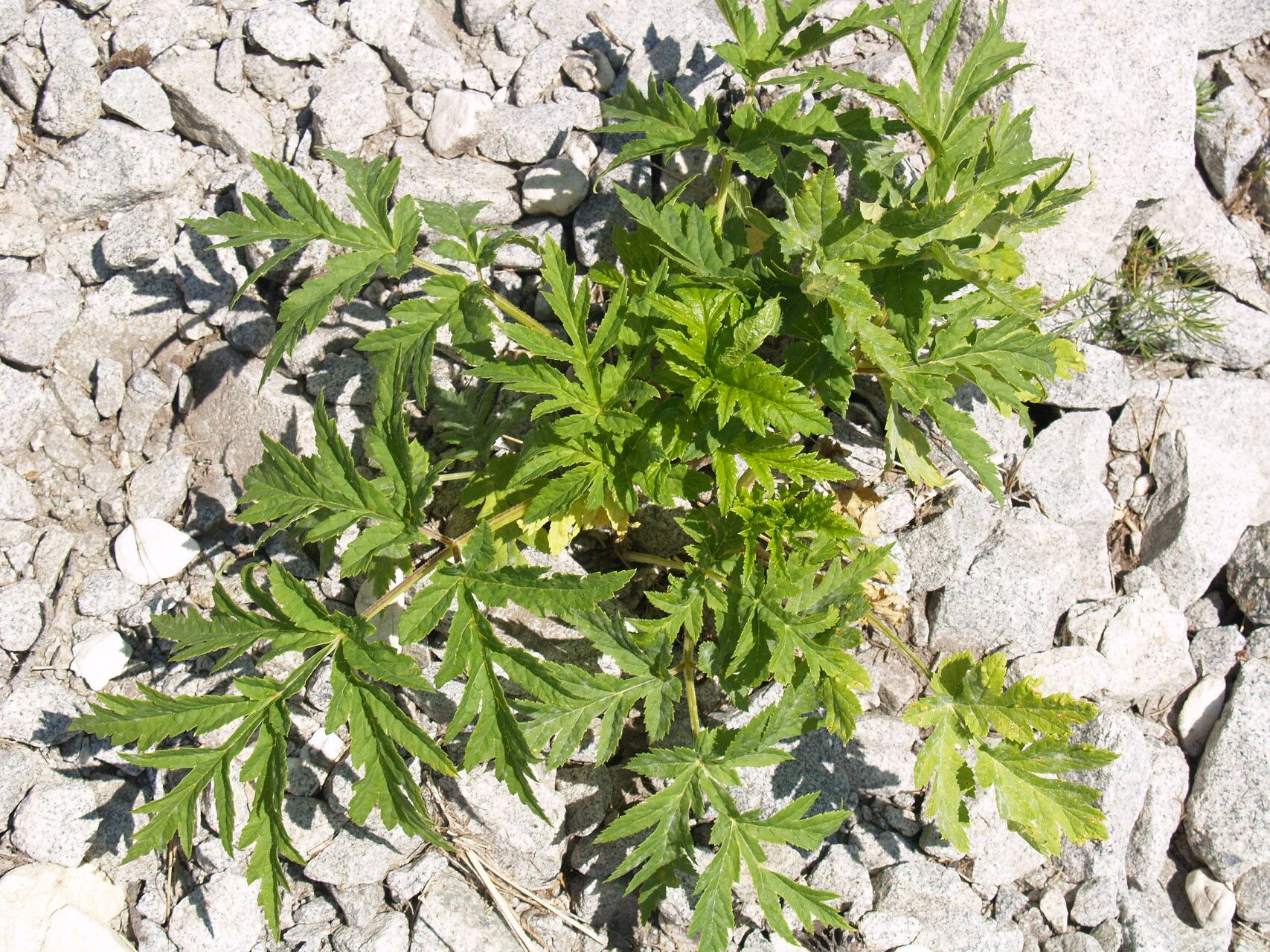 Heracleum angustisectum