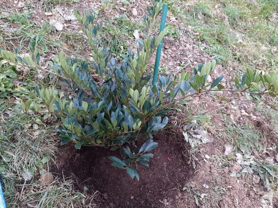 Distylium myricoides leaf