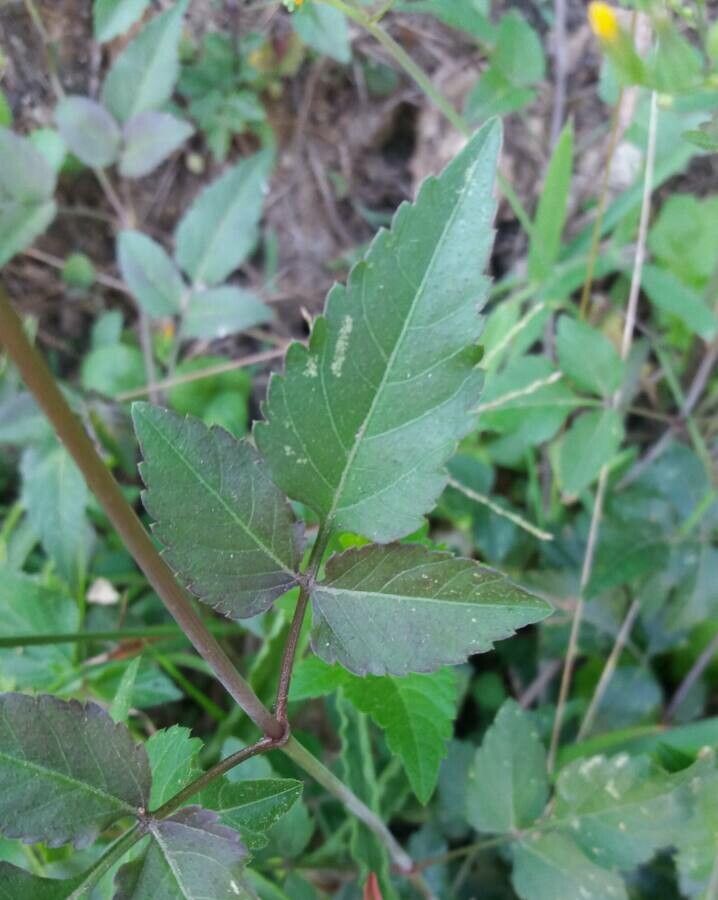 Castilleja nervata — search result for 'Castilleja'