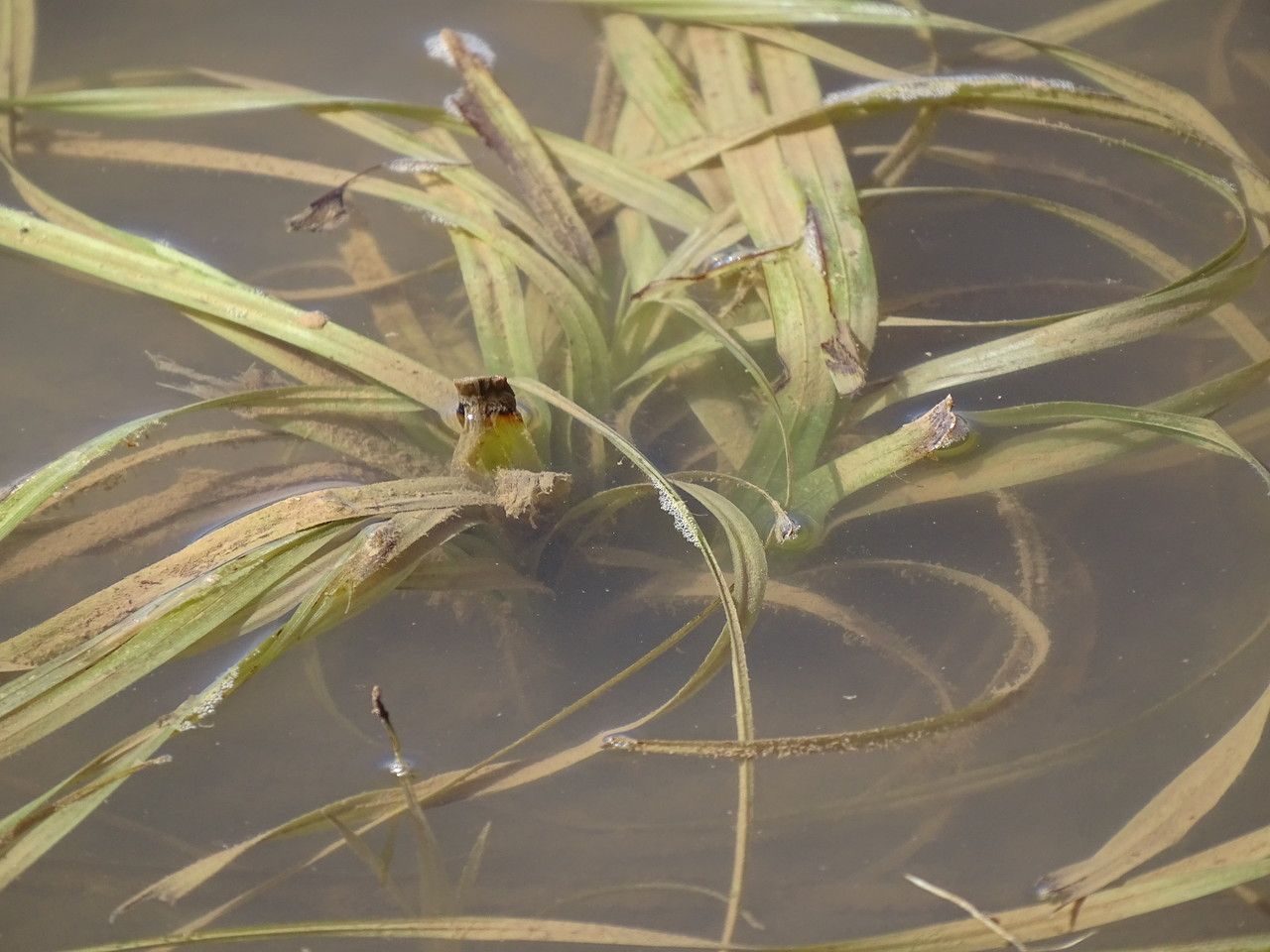 Potamogeton pusillus leaf