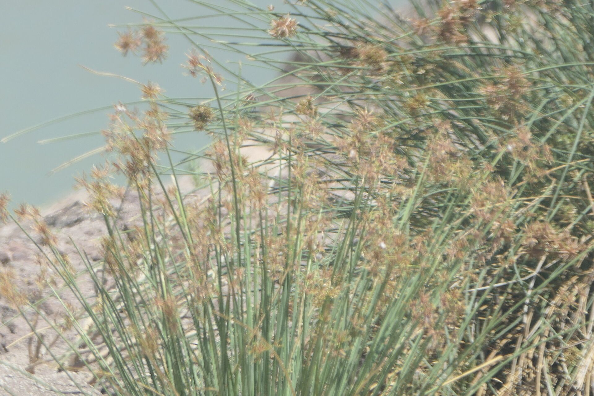 Cyperus marginatus habit