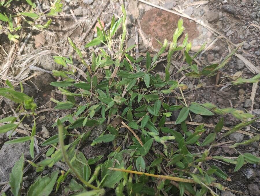 Zornia gibbosa habit