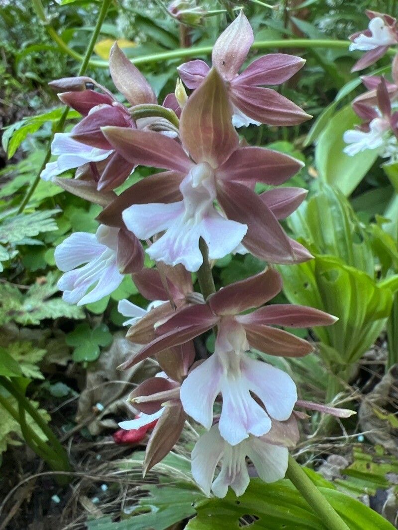 Calanthe discolor — related species from the same genus