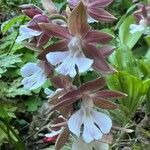 Calanthe discolor