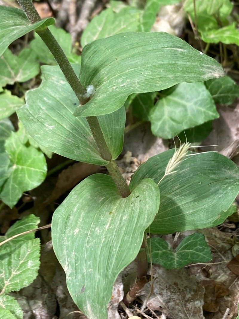 Epipactis bugacensis leaf