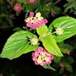 Lantana camara