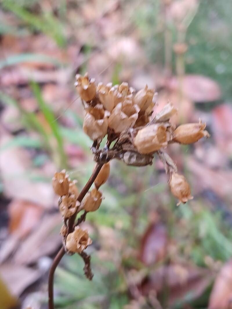 Silene yunnanensis fruit