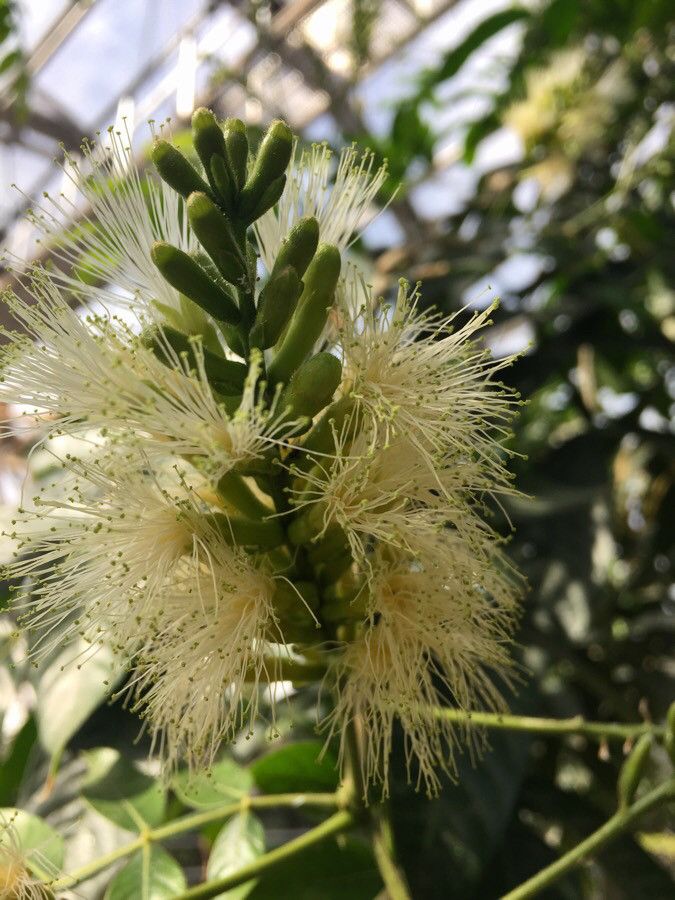 Allocasuarina torulosa fruit