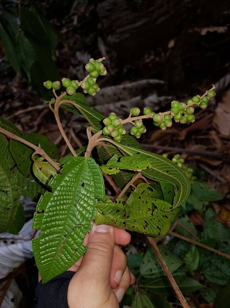 Miconia multispicata fruit