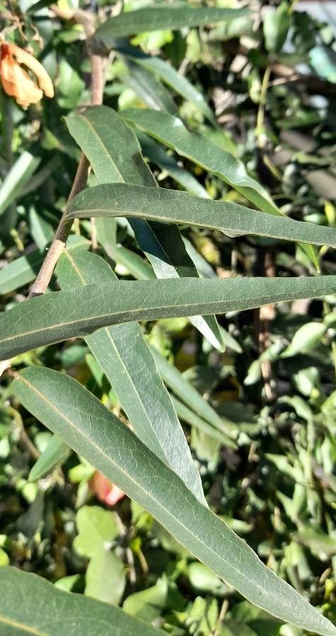 Heteropterys glabra — houseplant care guide