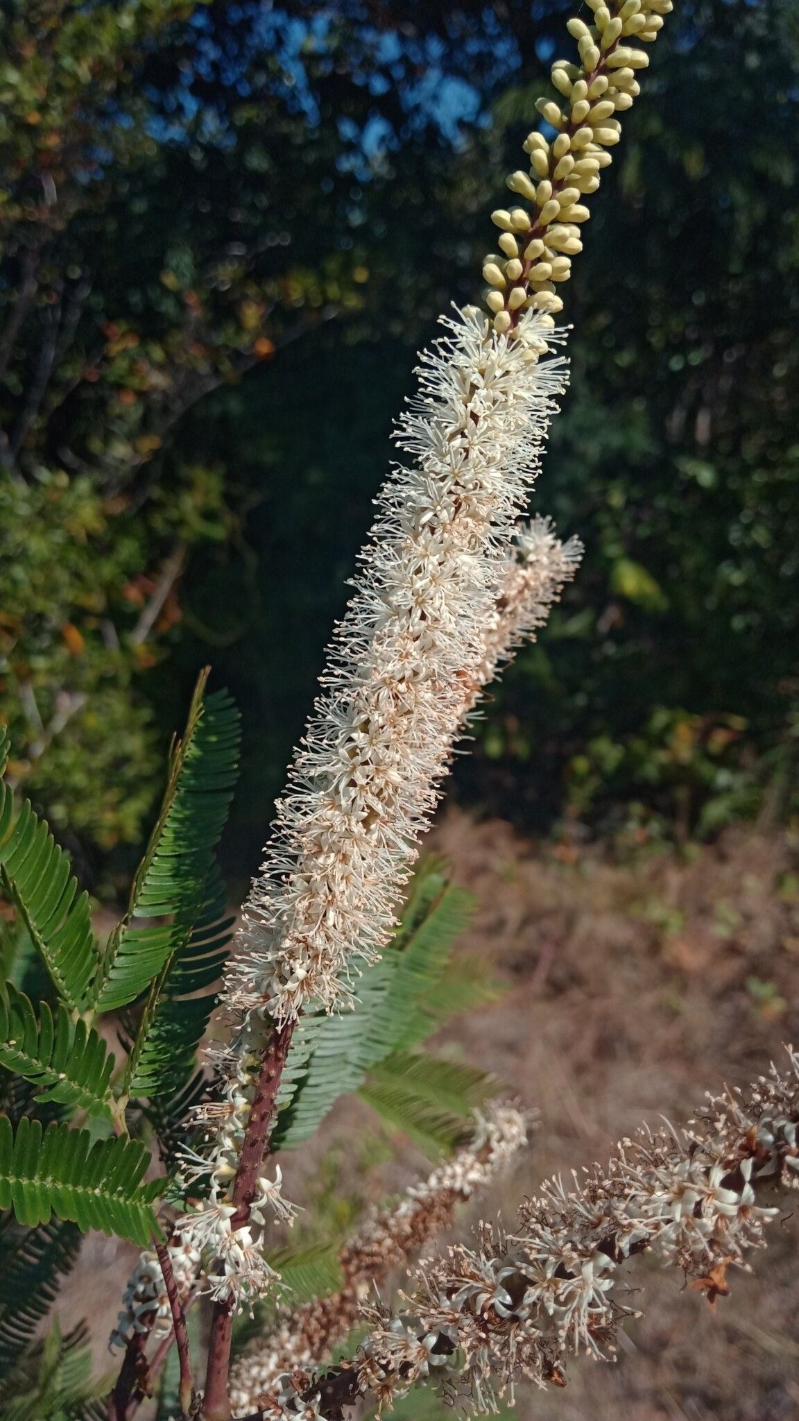 Entada pervillei flower
