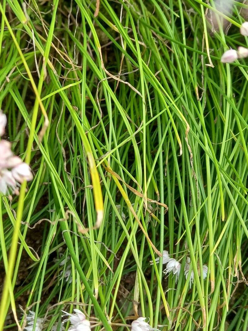 Allium gunibicum — houseplant care guide