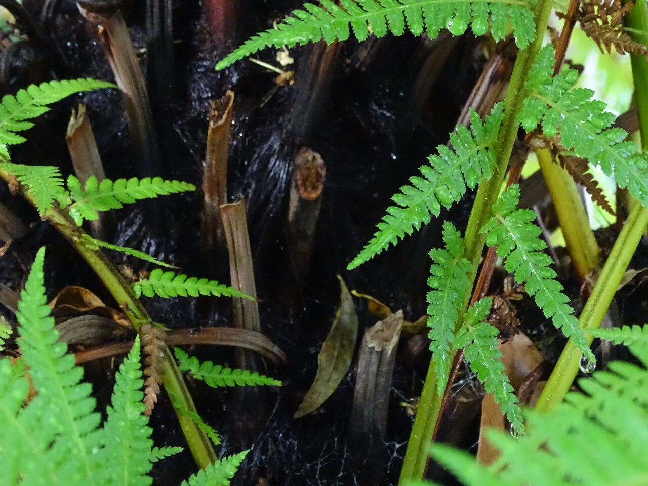 Dicksonia antarctica bark