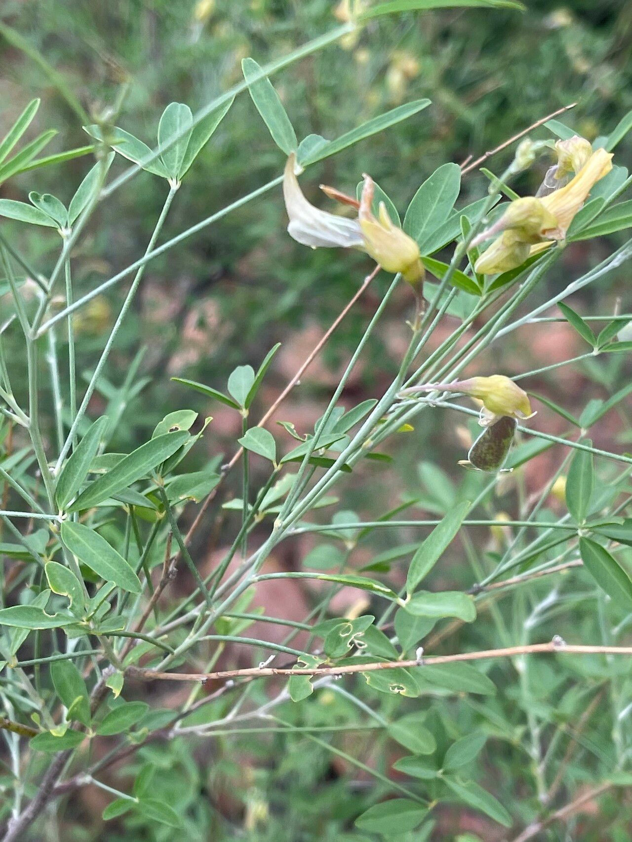 Crotalaria pallidicaulis flower