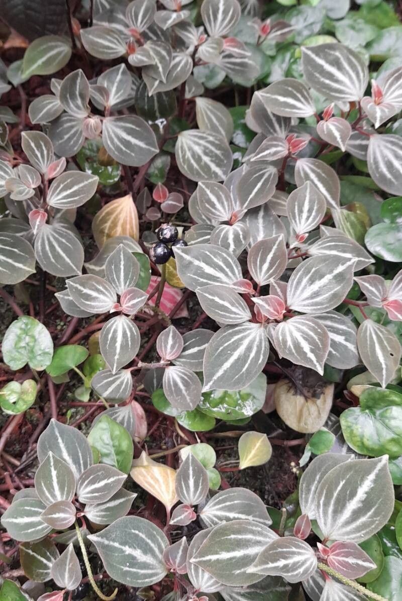 Peperomia bicolor habit