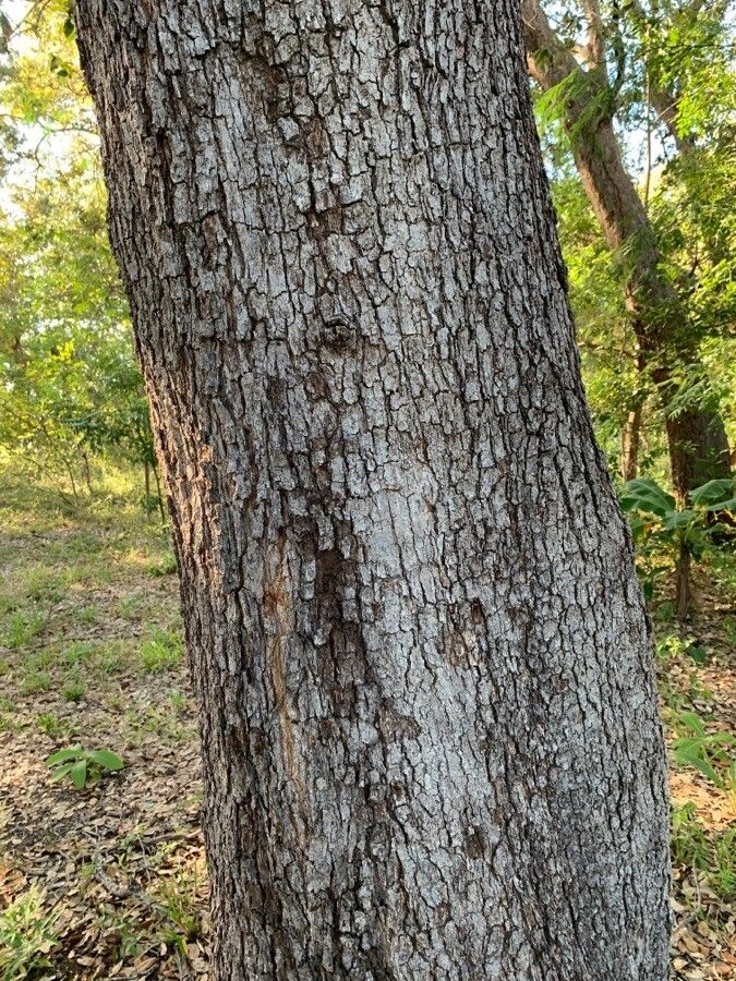 Quercus oleoides bark