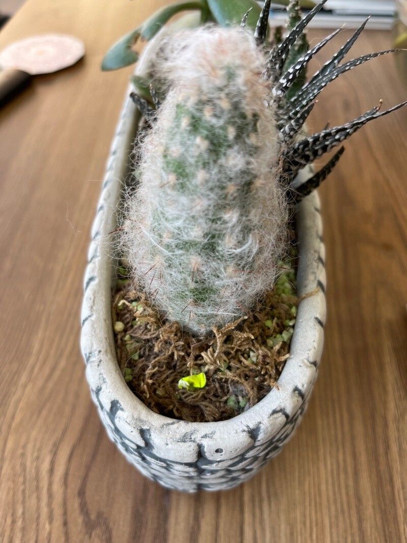 Oreocereus trollii fruit