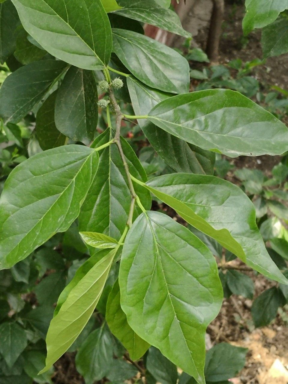 Maclura tricuspidata