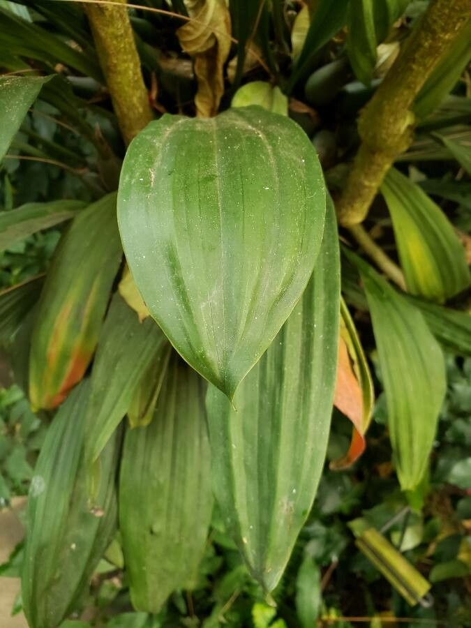 Pholidota imbricata leaf