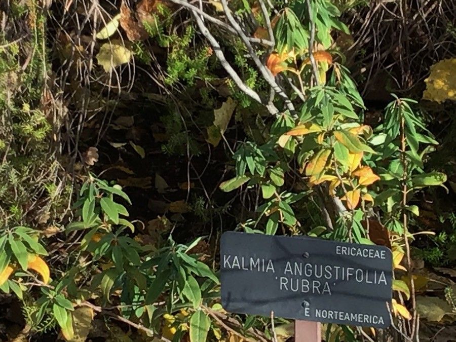 Kalmia angustifolia leaf