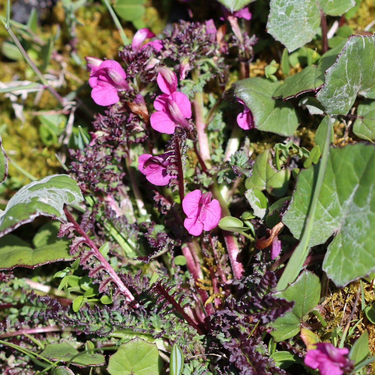 Pedicularis kerneri flower