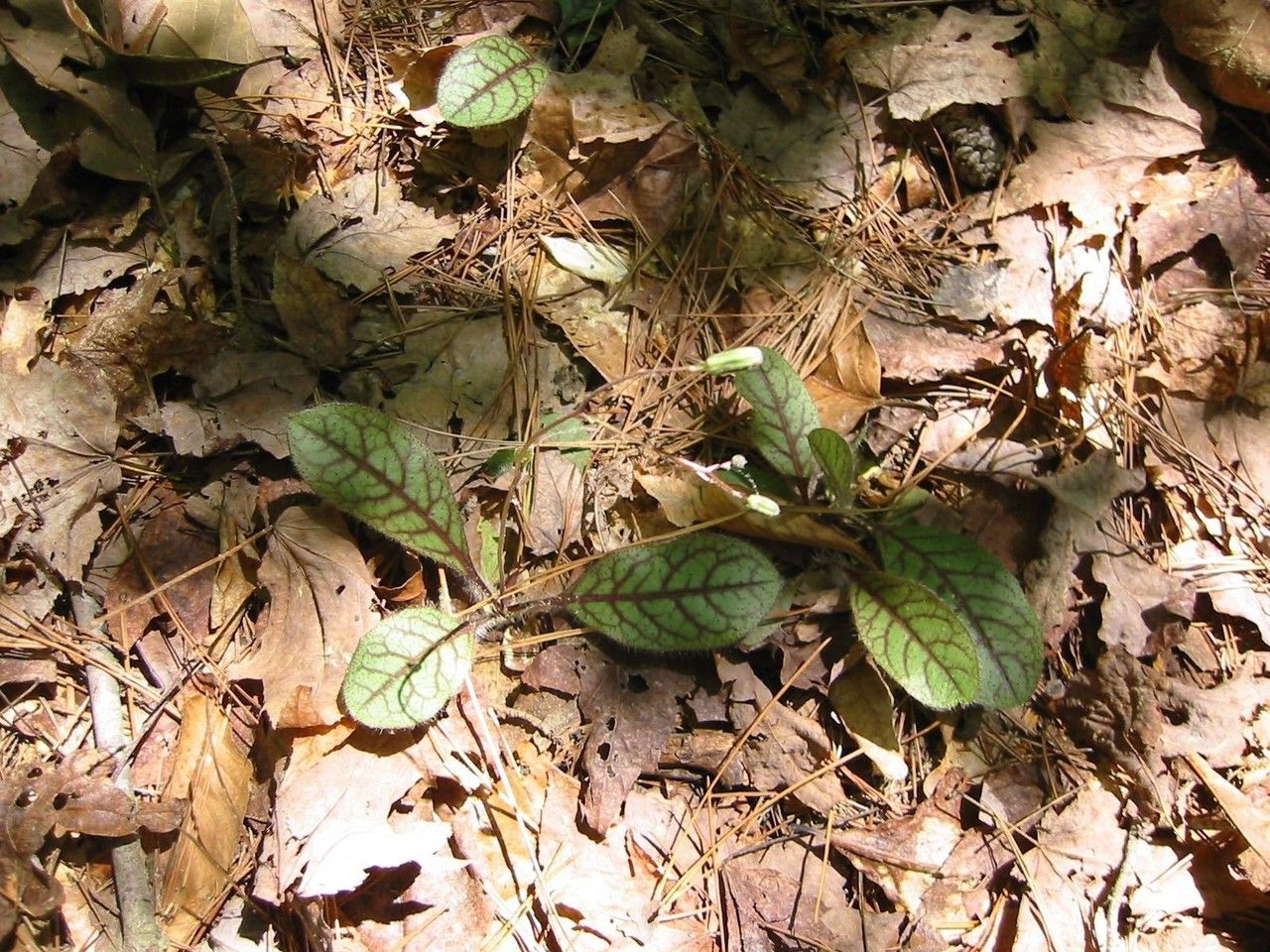 Hieracium venosum habit