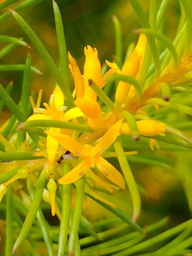 Persoonia isophylla flower