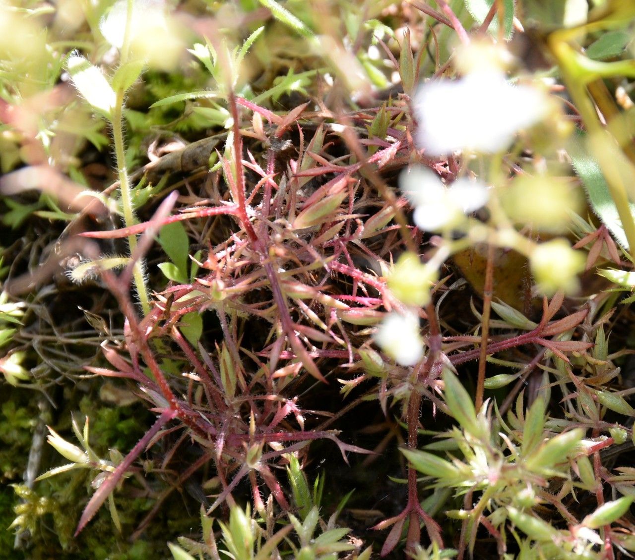 Saxifraga hypnoides habit