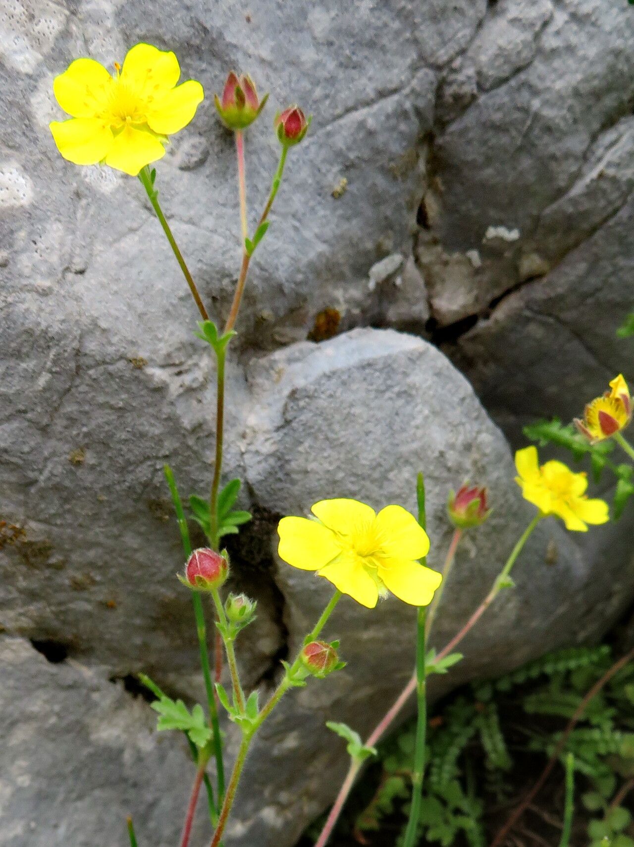 Potentilla nevadensis flower
