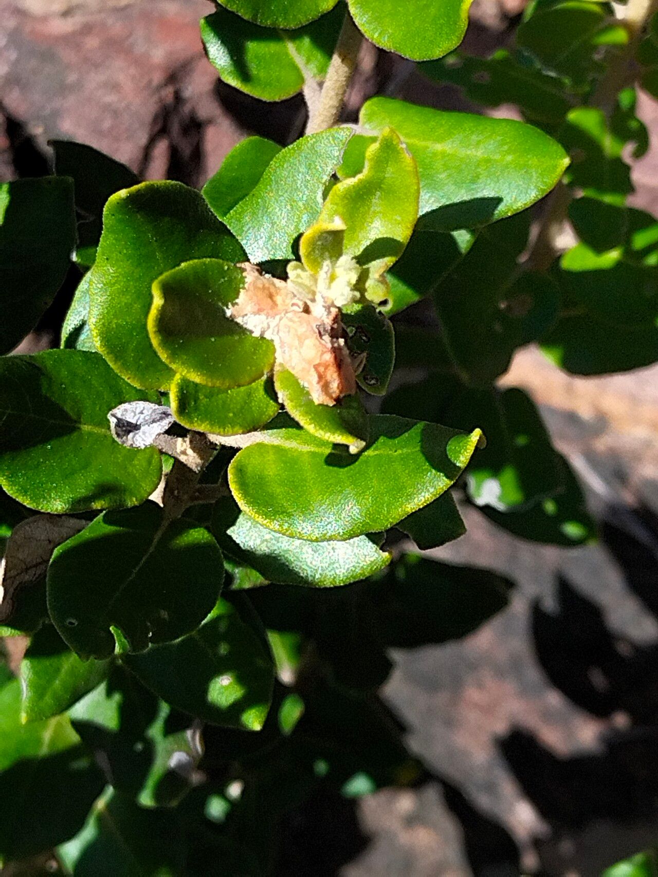 Phylica buxifolia leaf