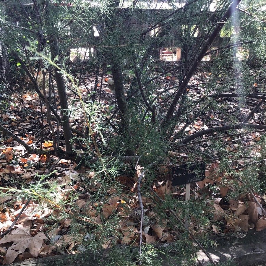 Tamarix africana — related species from the same genus