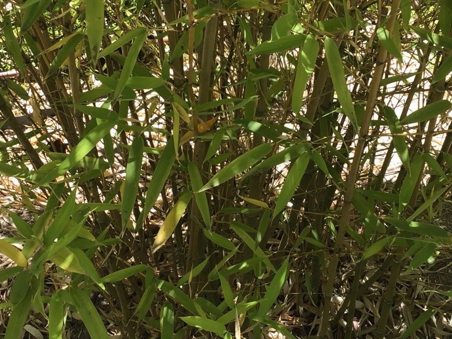 Phyllostachys aurea bark