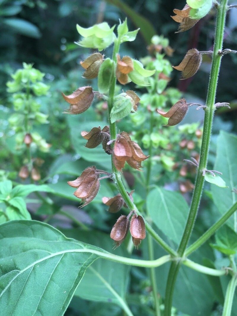 Ocimum campechianum fruit