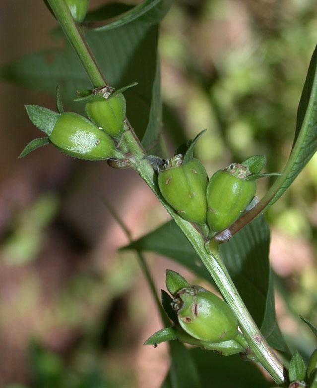 Ludwigia latifolia fruit