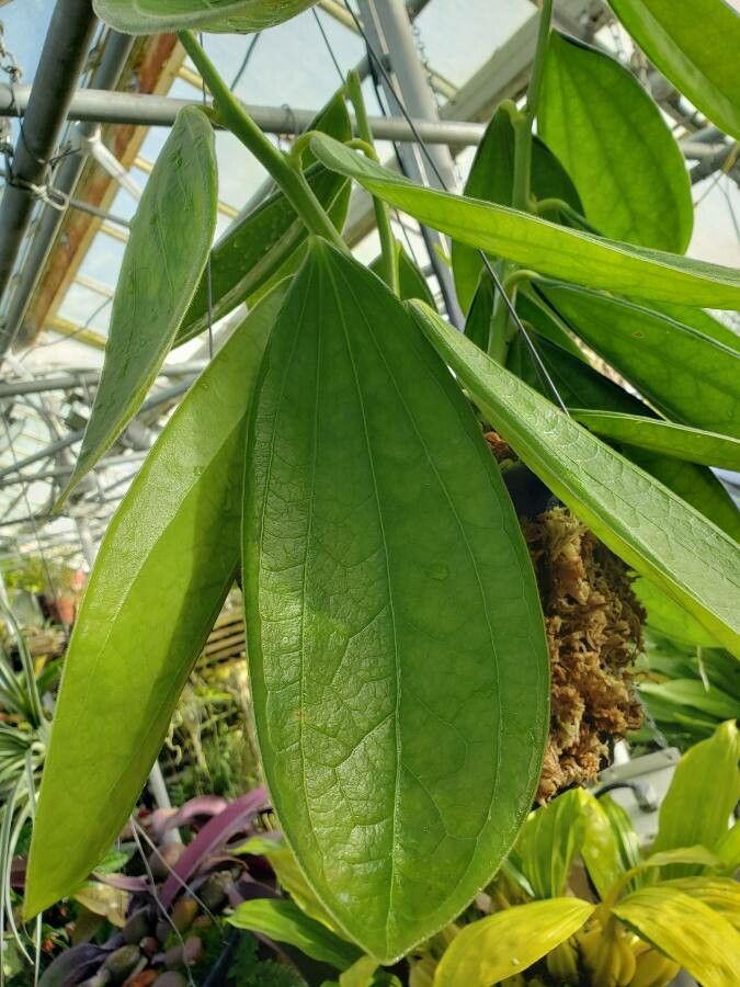 Cavendishia grandifolia leaf