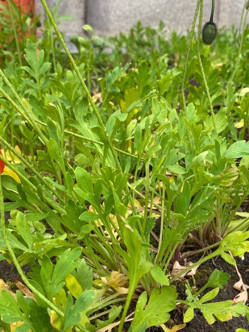 Papaver nudicaule leaf
