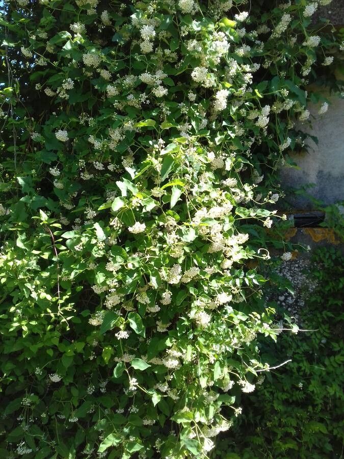 Dregea sinensis habit