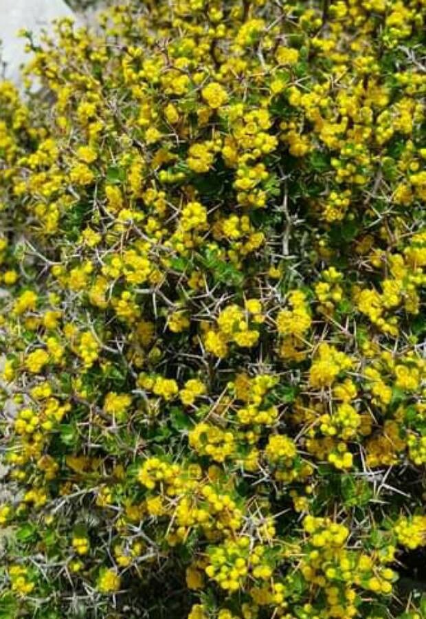 Berberis cretica flower